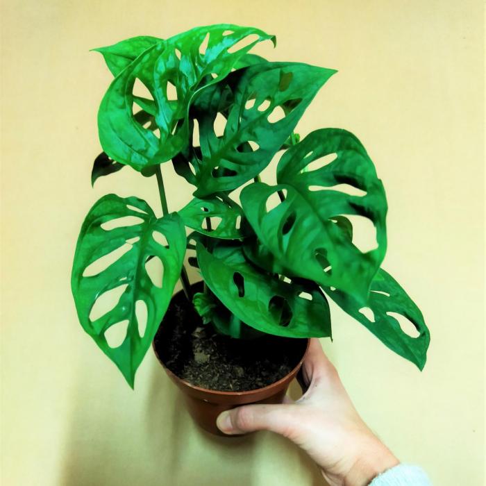 Monstera monkey