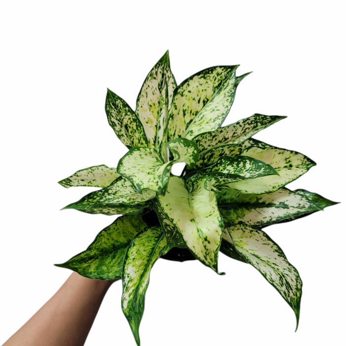 Aglaonema  