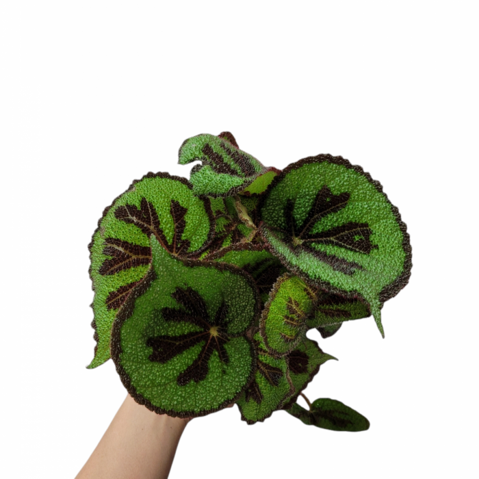 Begonia masoniana 'Rock' (Ø12cm)