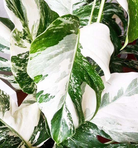 Plantes rares