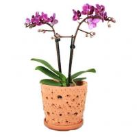 Pot orchid