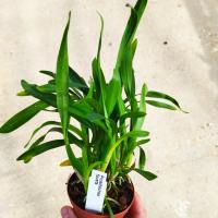 Prosthechea fausta