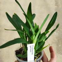 Prosthechea garciana 1