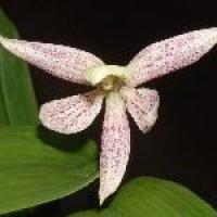 Prosthechea garciana