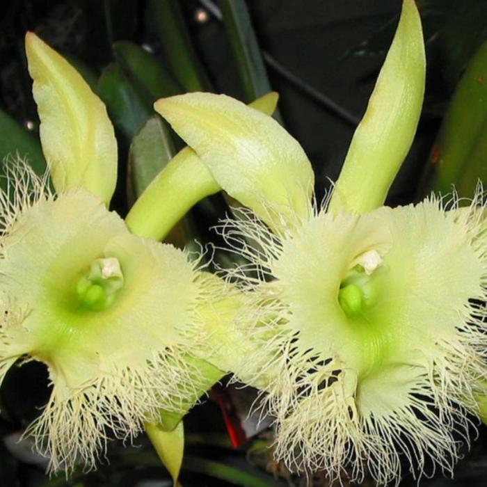 Rhyncholaelia digbyana