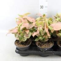 Syngonium neon pink