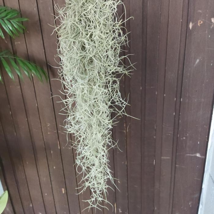 Tillandsia usneoides