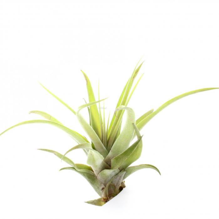 Tillandsia capitata