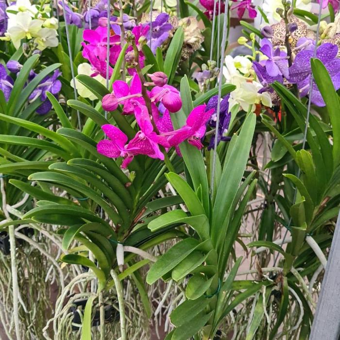 Vanda 17