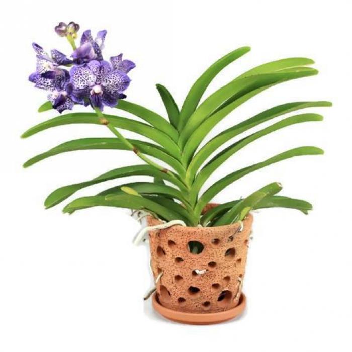 1 pot en terracotta pour orchidées