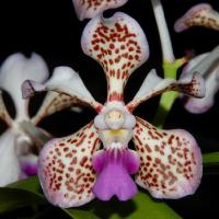 Vanda tricolor 1