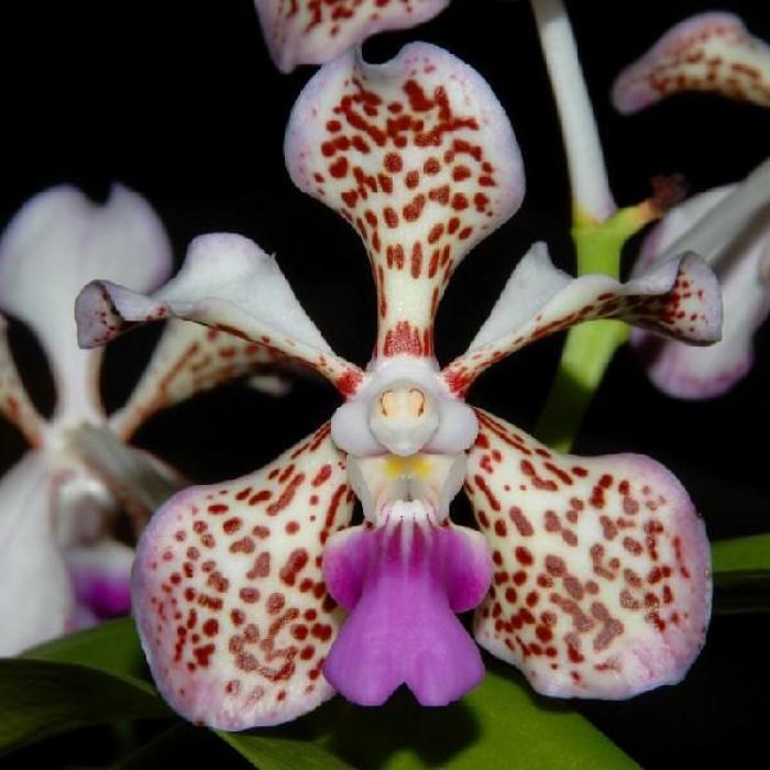 Orchidée Vanda tricolor