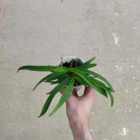 Vanda tricolor x tesselata blue 1 