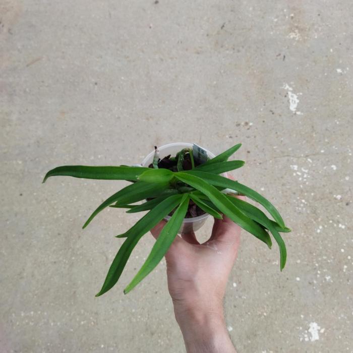 Vanda tricolor x tessellata blue