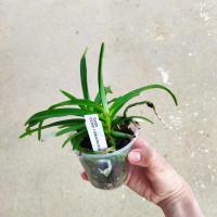 Vanda tricolor x tesselata blue 2 