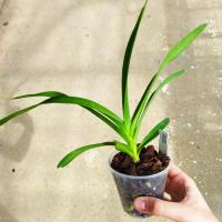 Vanda tricolor