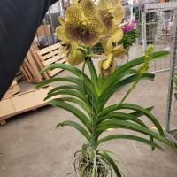 Vanda