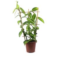 Vanilla planifolia verigata a vendre