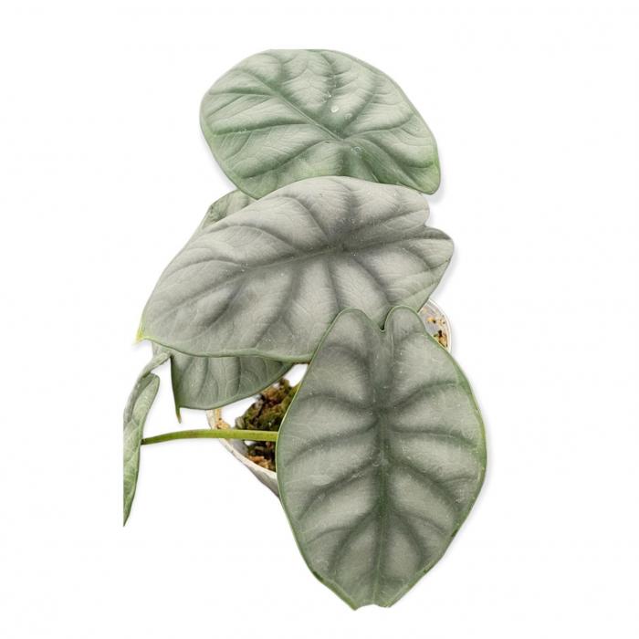 Alocasia Silver Dragon (Ø9cm)