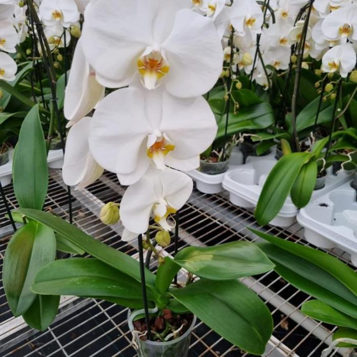 Orchidée Phalaenopsis Cascade