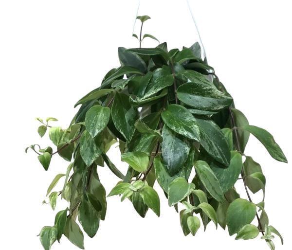 Aeschynanthus Variegata (14cm)