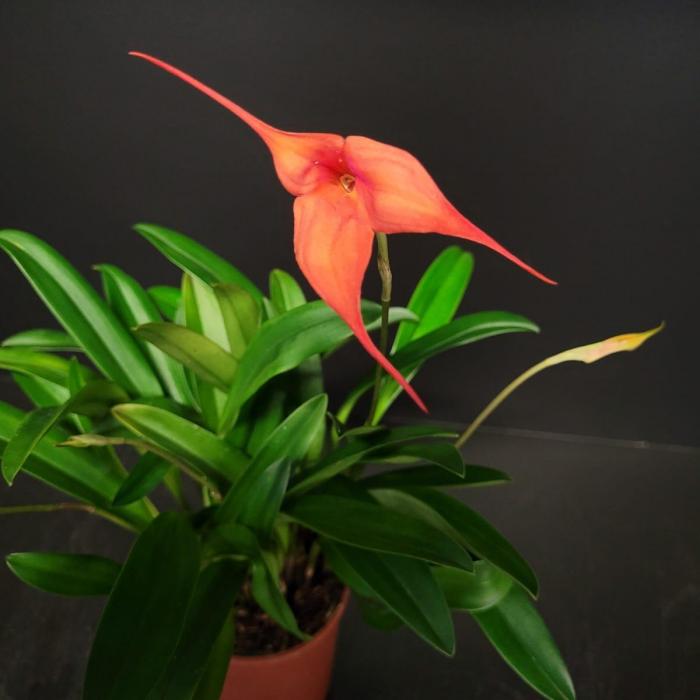 Masdevallia orange