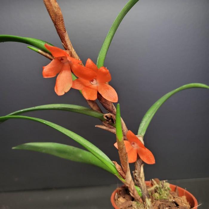 Ceratostylis retisquama