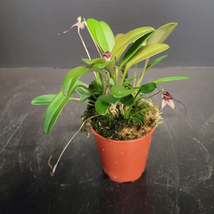 Masdevallia nidifica rot