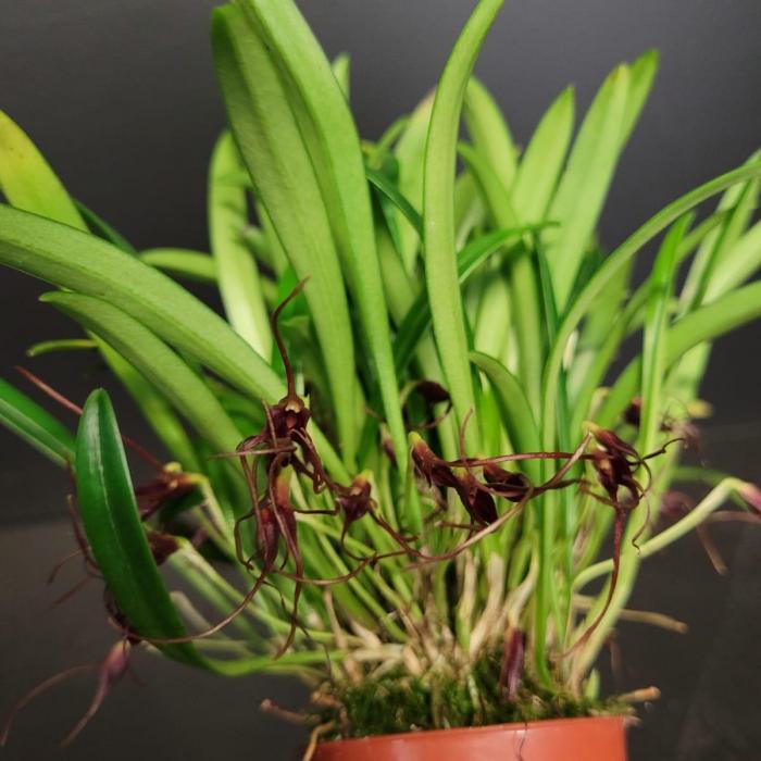 Masdevallia herradurae