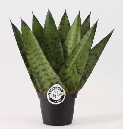 Sansevieria zeylanica (Ø9cm)